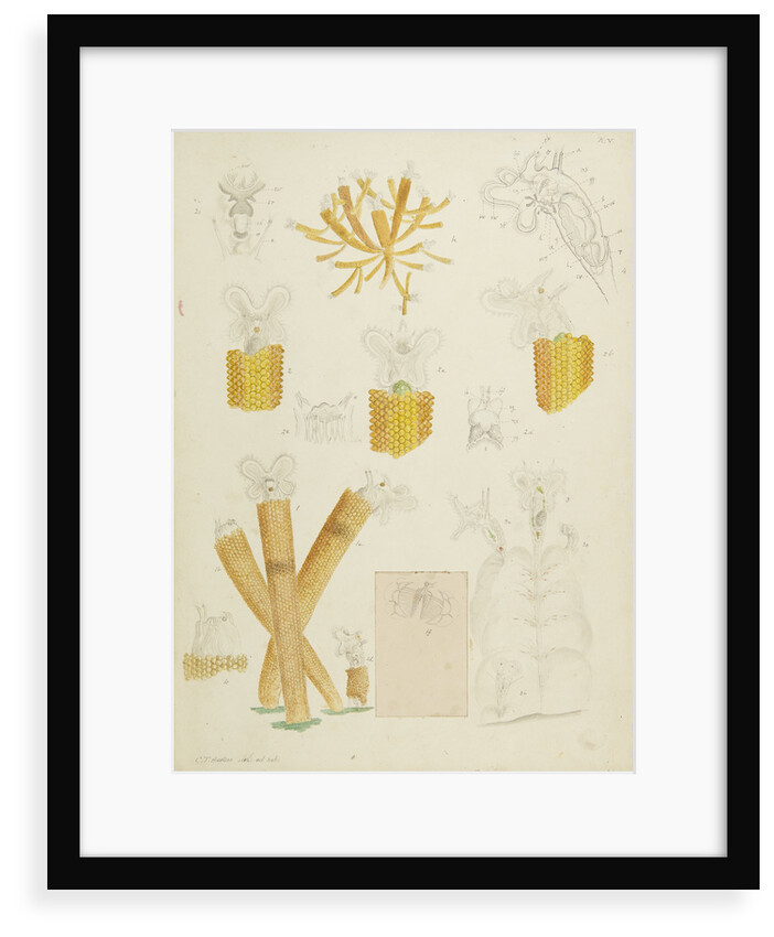 Floscularia rotifers by Charles Thomas Hudson