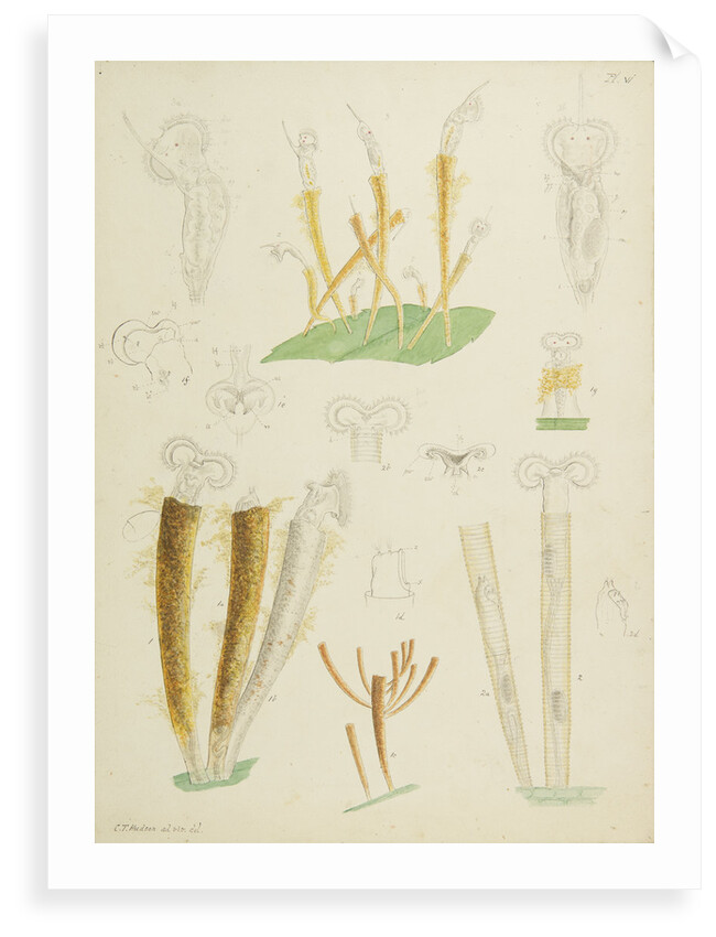 Límnias rotifers by Charles Thomas Hudson