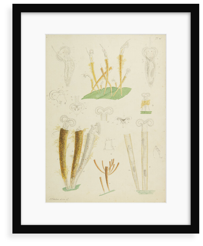 Límnias rotifers by Charles Thomas Hudson