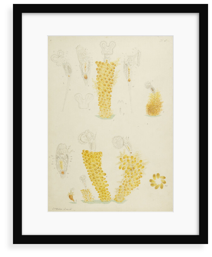 Ptygura rotifers by Charles Thomas Hudson