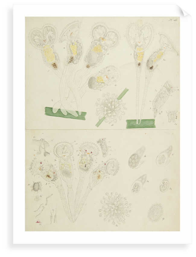 Rotifer by Charles Thomas Hudson