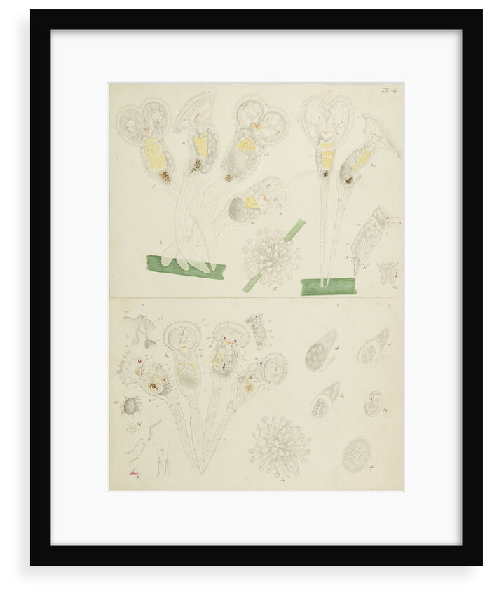 Rotifer by Charles Thomas Hudson