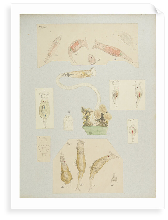 Philodína rotifers by Charles Thomas Hudson