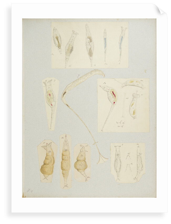 Rotifer by Charles Thomas Hudson