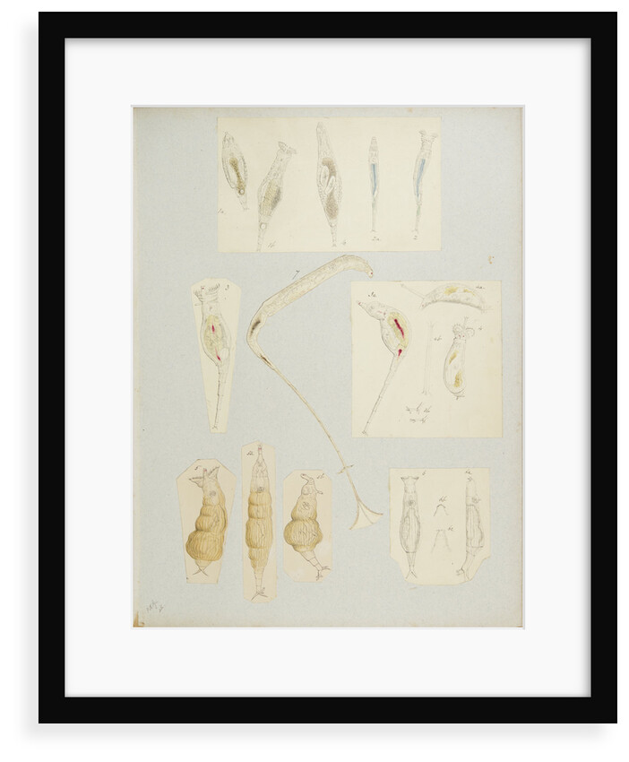 Rotifer by Charles Thomas Hudson