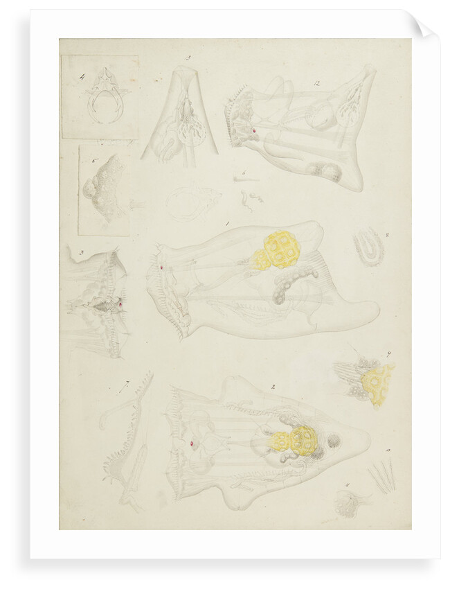 Rotifer by Charles Thomas Hudson