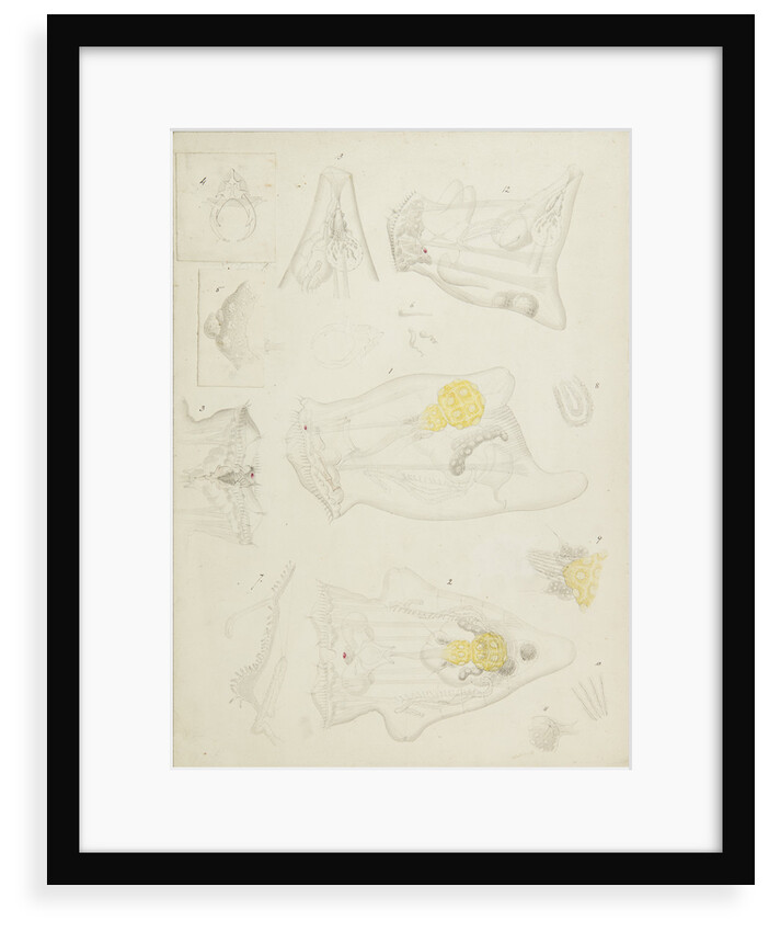 Rotifer by Charles Thomas Hudson