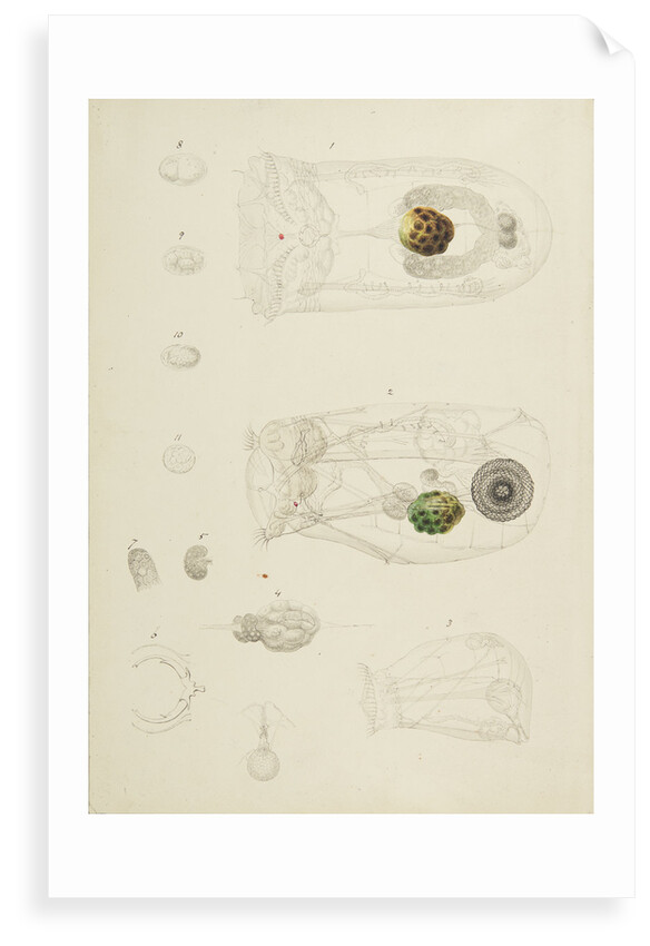 Rotifer by Charles Thomas Hudson