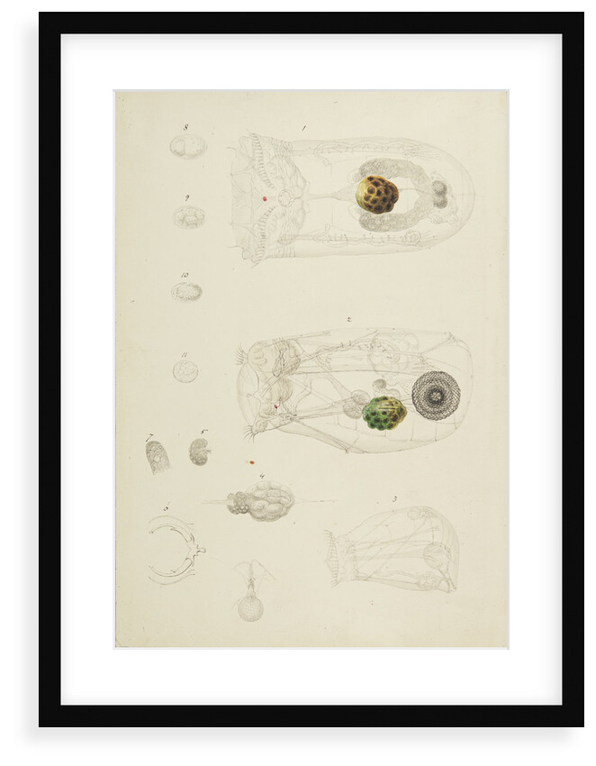 Rotifer by Charles Thomas Hudson
