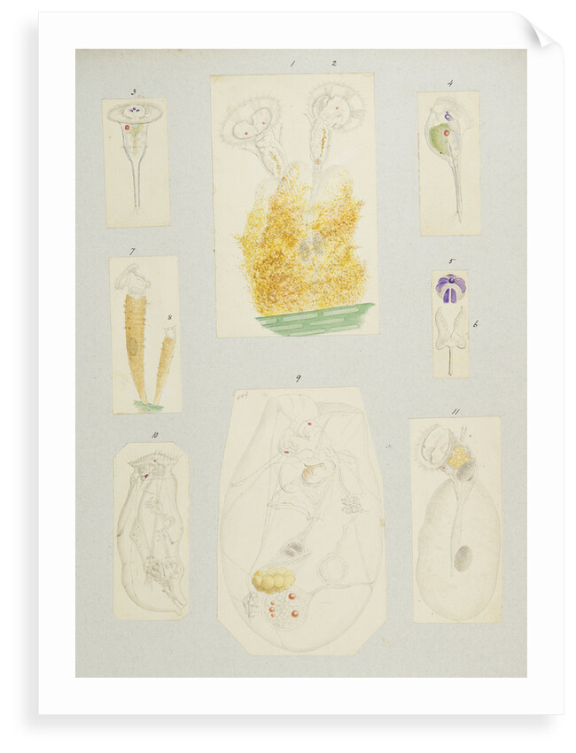 Rotifer by Charles Thomas Hudson