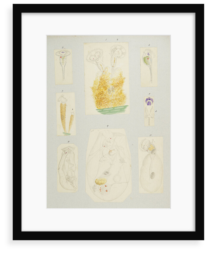 Rotifer by Charles Thomas Hudson