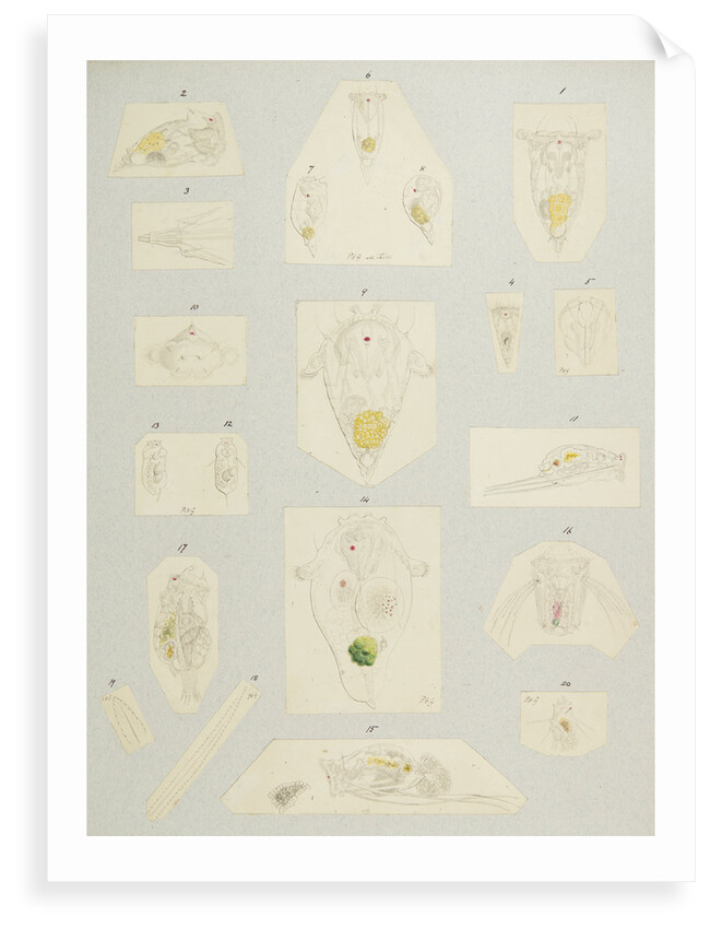Rotifer by Charles Thomas Hudson