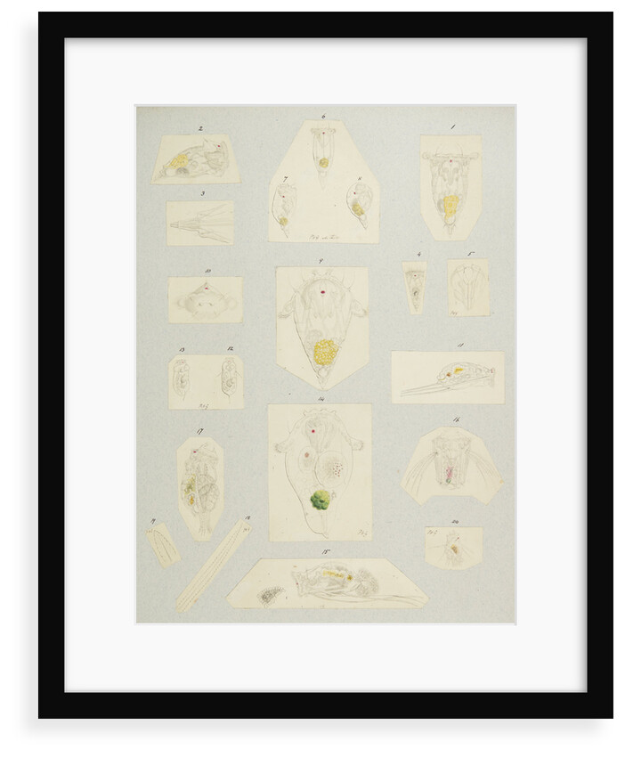 Rotifer by Charles Thomas Hudson