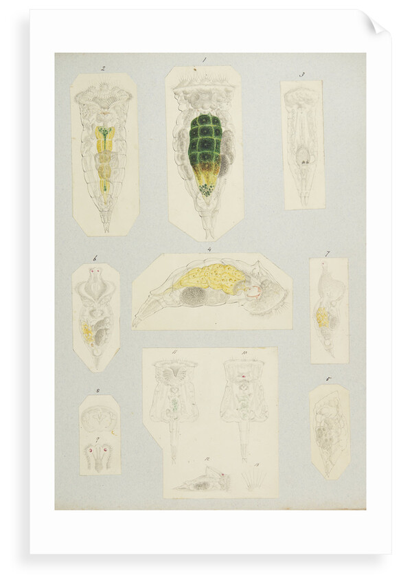 Rotifer by Charles Thomas Hudson