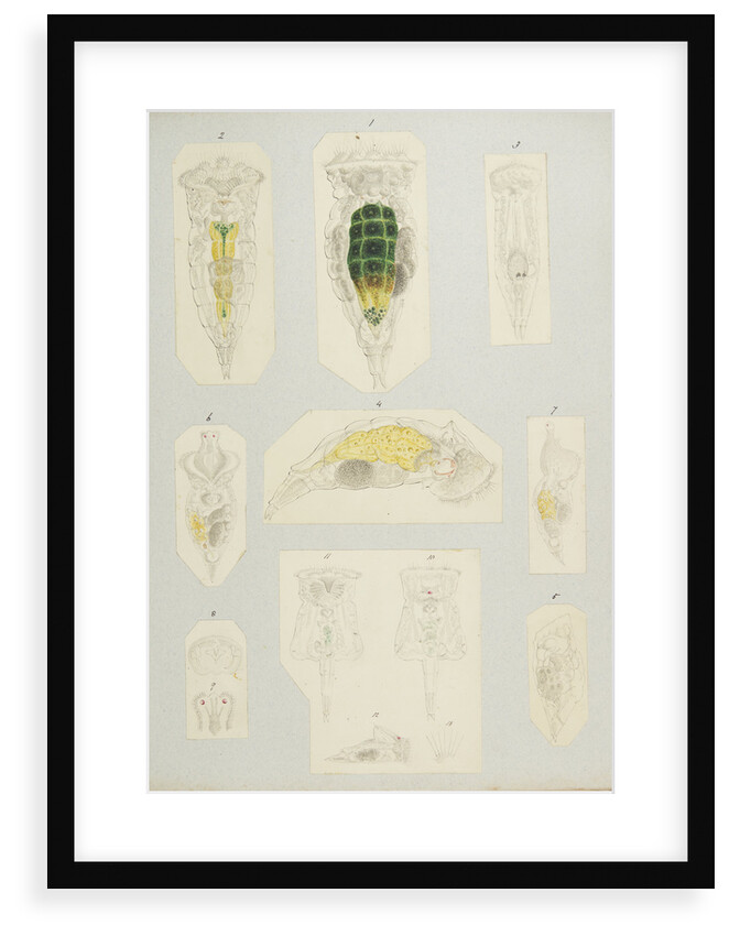Rotifer by Charles Thomas Hudson