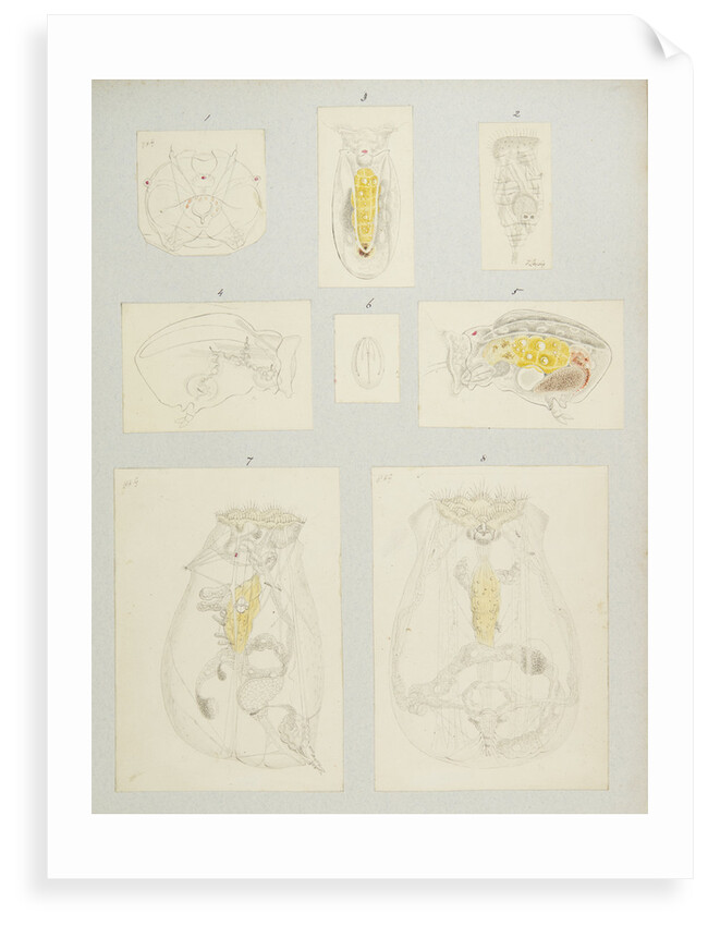 Rotifer by Charles Thomas Hudson