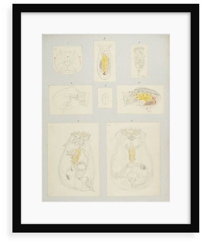 Rotifer by Charles Thomas Hudson