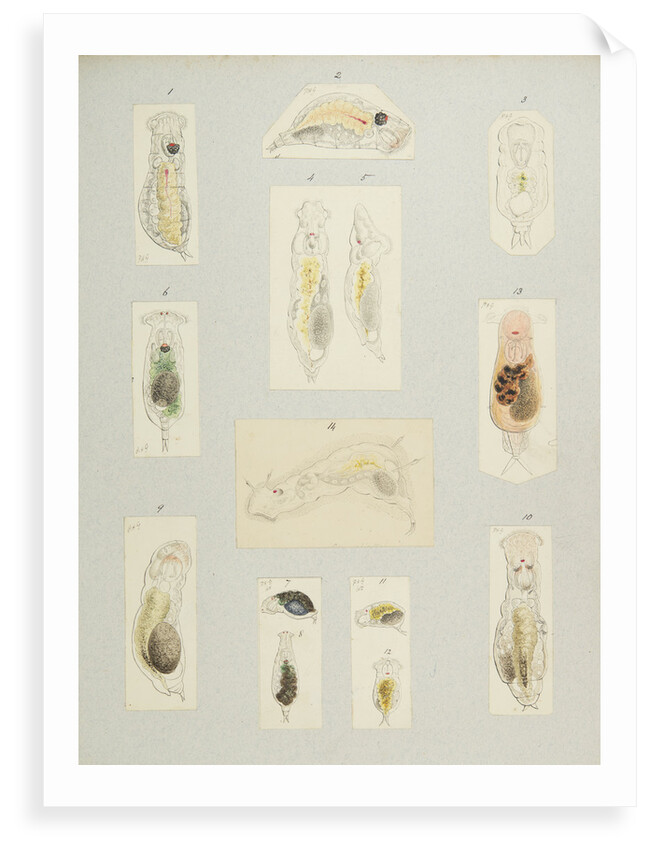 Rotifer by Charles Thomas Hudson