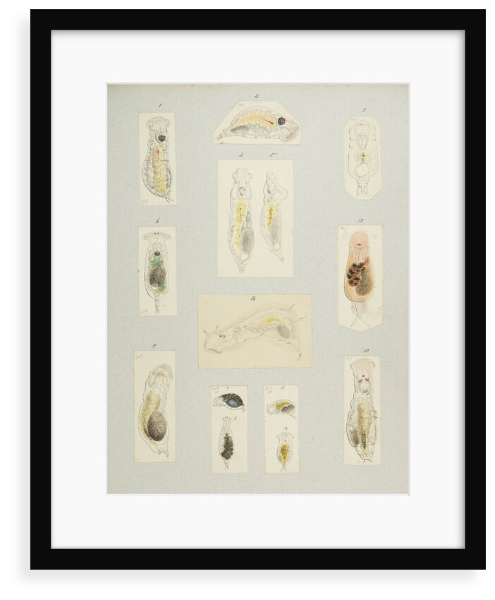 Rotifer by Charles Thomas Hudson