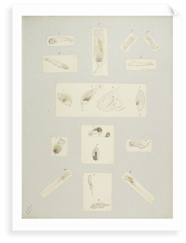 Rotifer by Charles Thomas Hudson