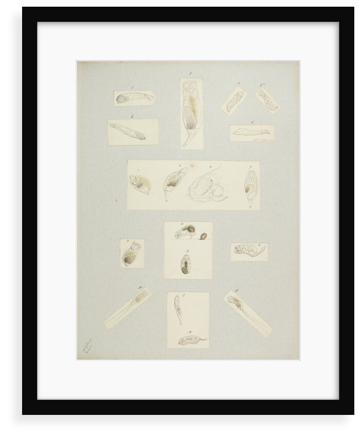 Rotifer by Charles Thomas Hudson