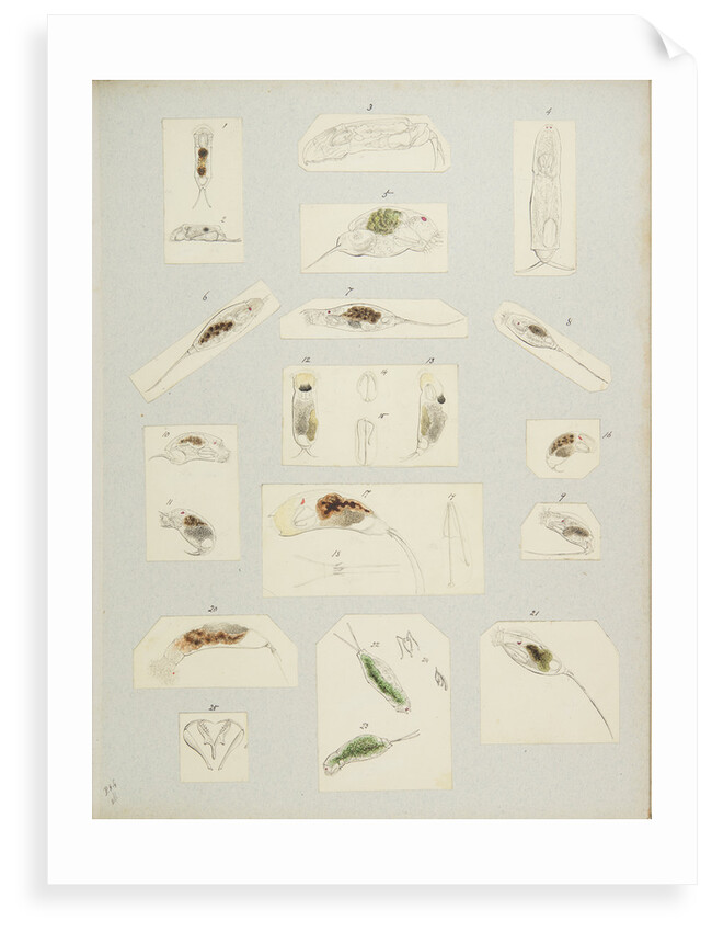 Rotifer by Charles Thomas Hudson