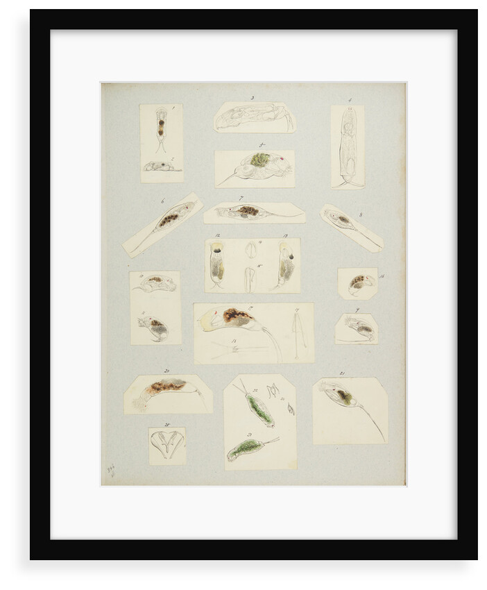 Rotifer by Charles Thomas Hudson