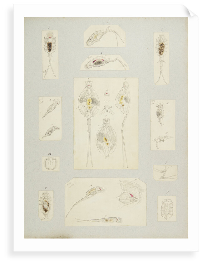 Rotifer by Charles Thomas Hudson