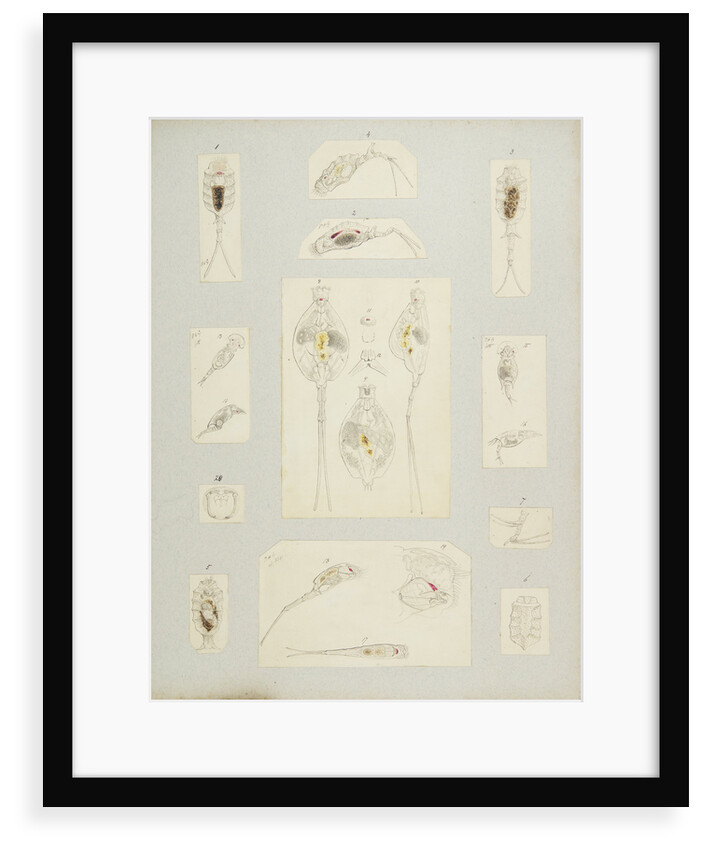 Rotifer by Charles Thomas Hudson