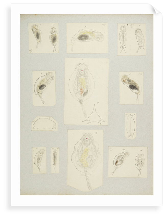 Rotifer by Charles Thomas Hudson
