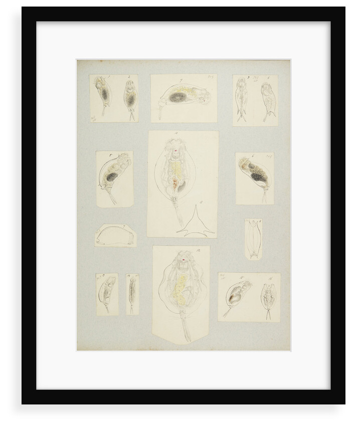 Rotifer by Charles Thomas Hudson