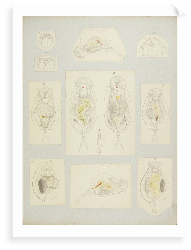 Rotifer by Charles Thomas Hudson