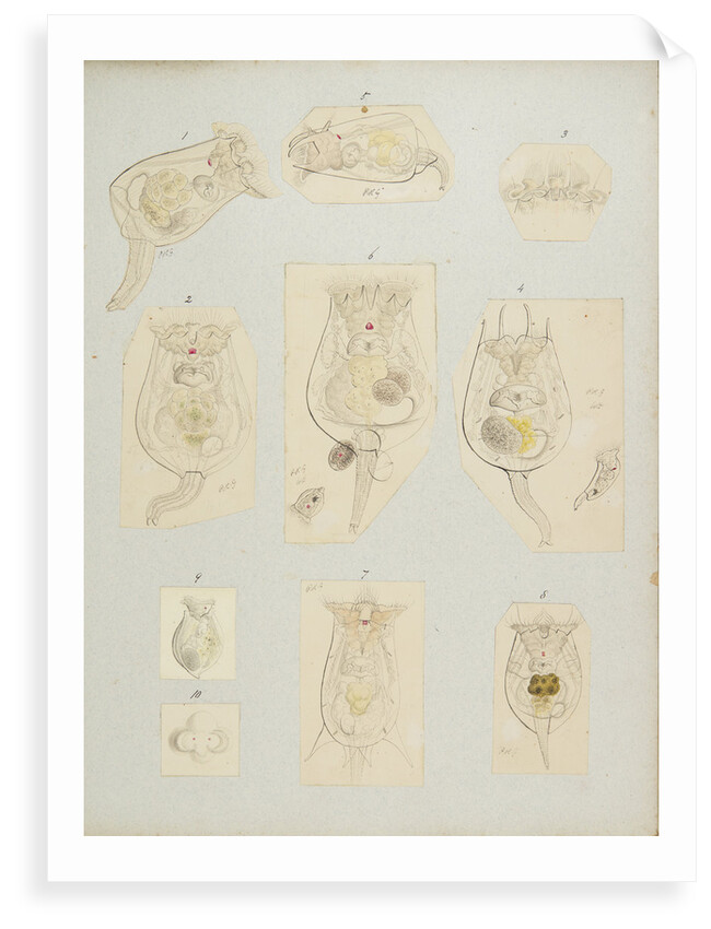 Rotifer by Charles Thomas Hudson
