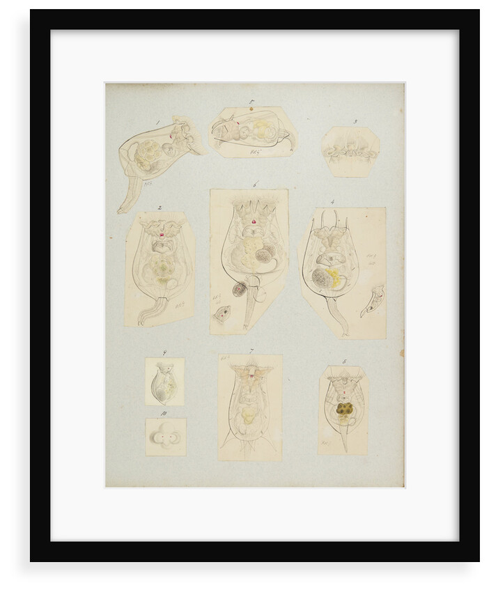 Rotifer by Charles Thomas Hudson