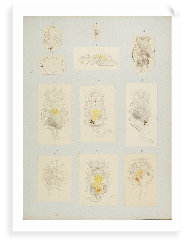 Rotifer by Charles Thomas Hudson