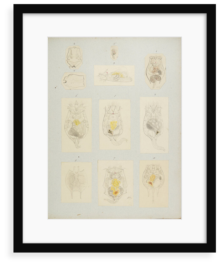 Rotifer by Charles Thomas Hudson