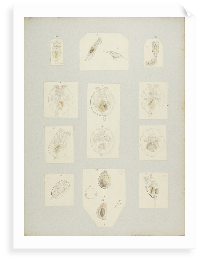 Rotifer by Charles Thomas Hudson