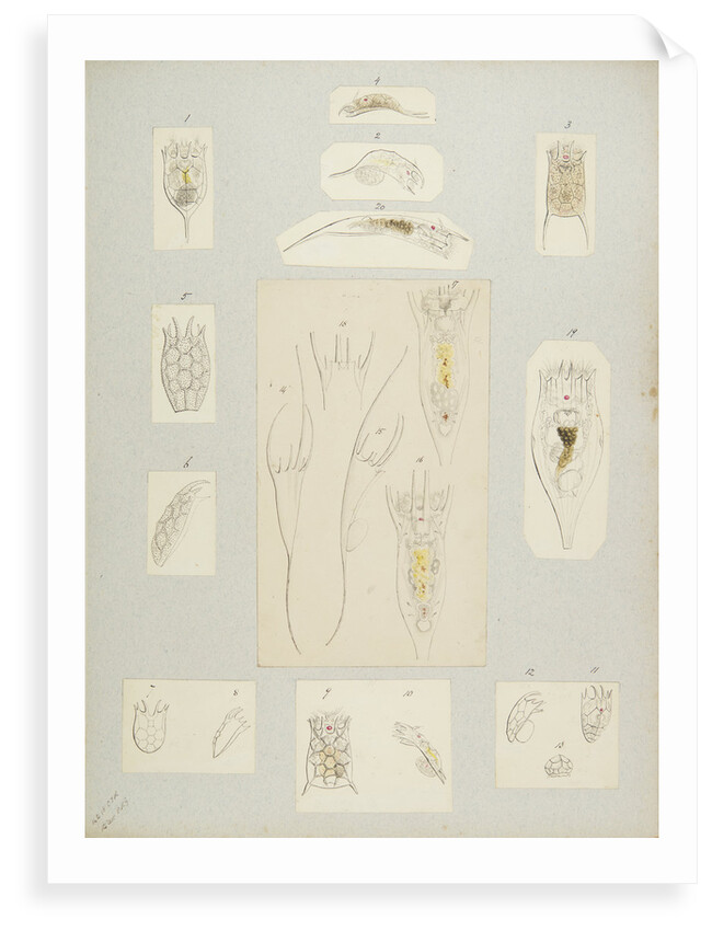 Rotifer by Charles Thomas Hudson