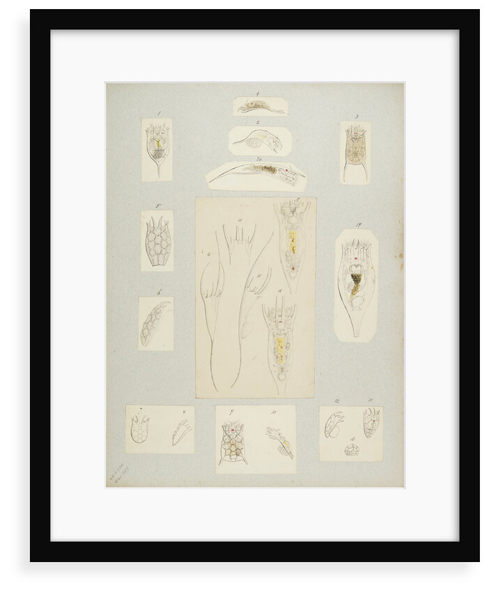 Rotifer by Charles Thomas Hudson