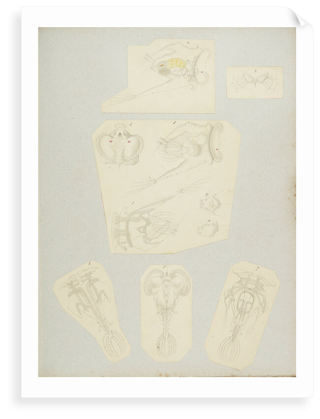 Rotifer by Charles Thomas Hudson