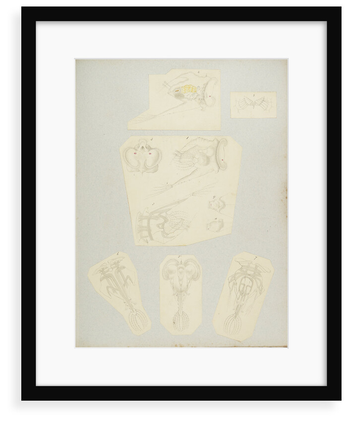Rotifer by Charles Thomas Hudson