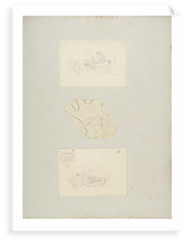 Rotifer by Charles Thomas Hudson
