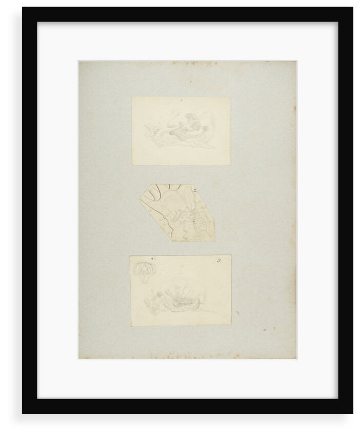 Rotifer by Charles Thomas Hudson
