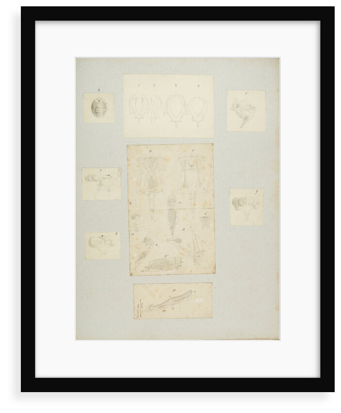 Rotifer by Charles Thomas Hudson