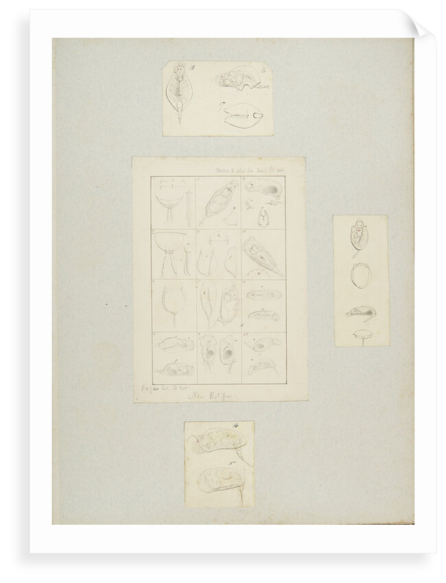 Rotifer by Charles Thomas Hudson
