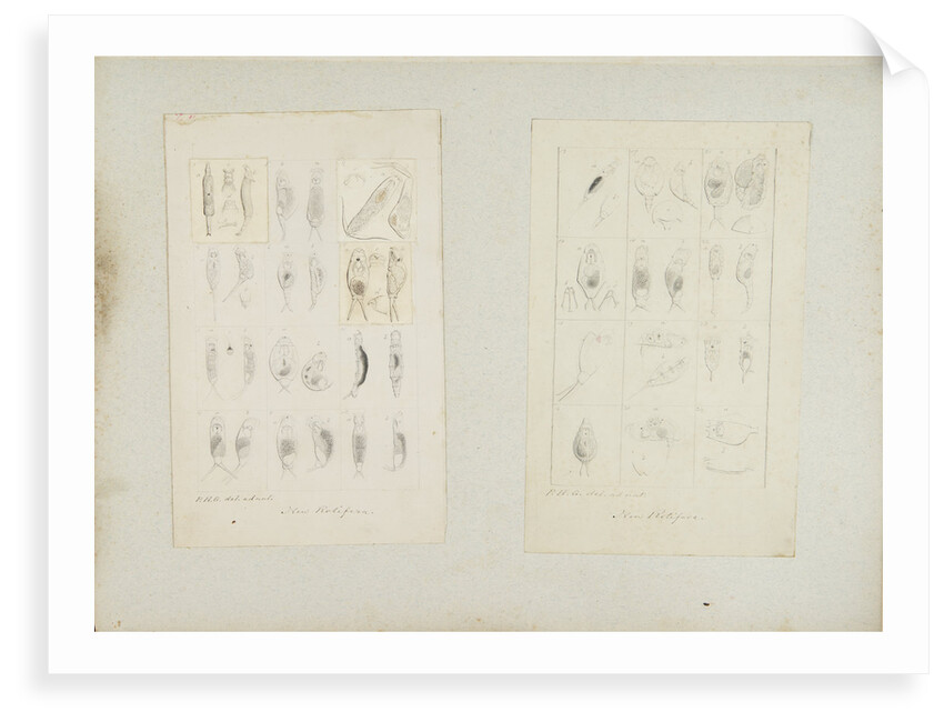 Rotifer by Philip Henry Gosse