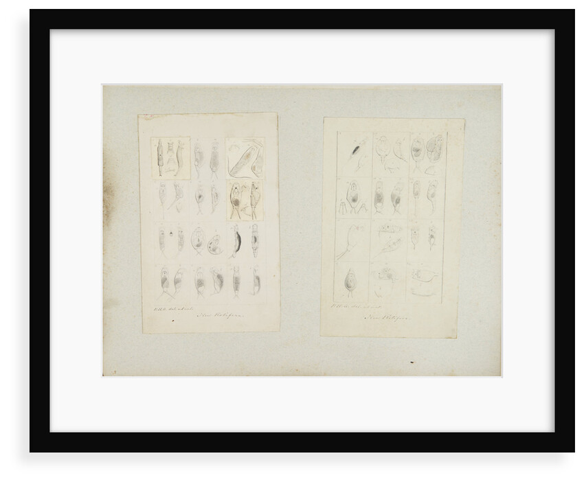 Rotifer by Philip Henry Gosse