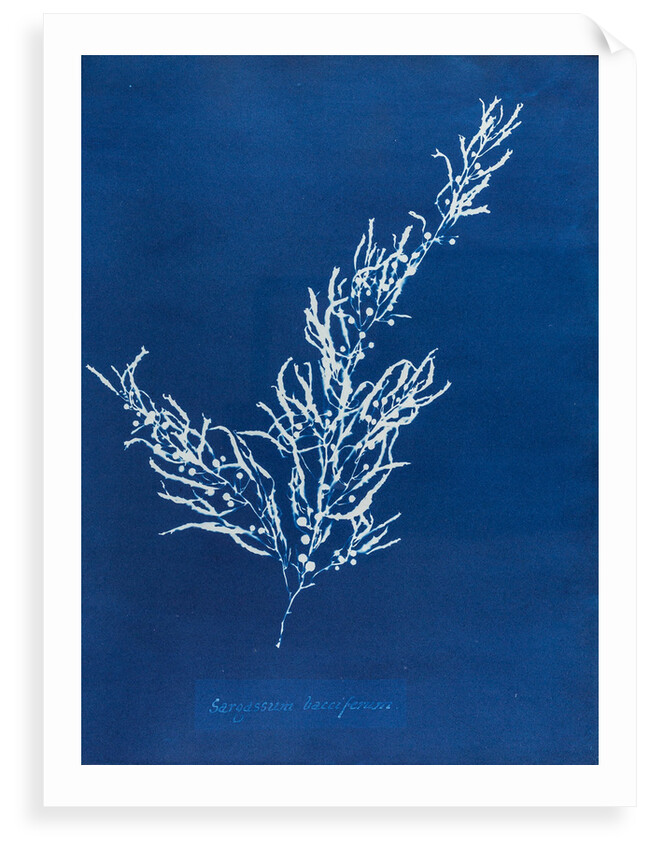 Sargassum bacciferum by Anna Atkins