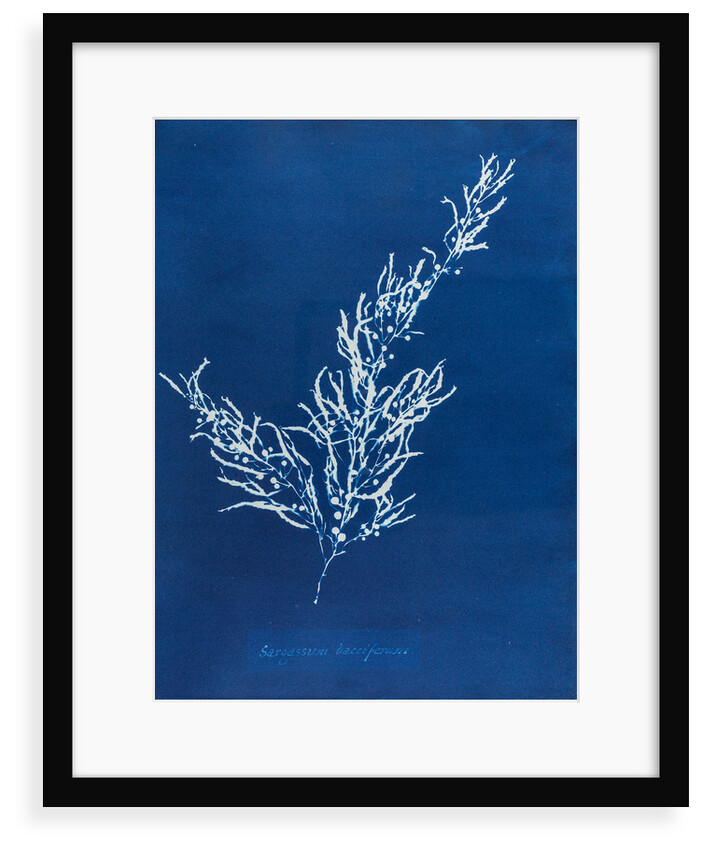 Sargassum bacciferum by Anna Atkins