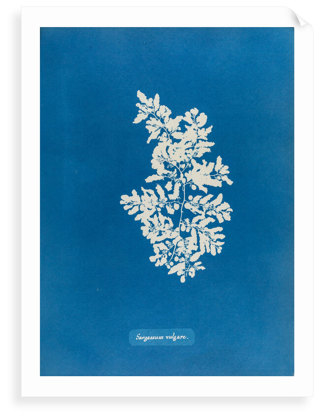 Sargassum vulgare by Anna Atkins